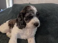 Tri colored, a male Cockapoo for sale in Fort Myers, FL – Photo 3 of 6