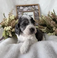 Tri colored, a male Cockapoo for sale in Fort Myers, FL – Photo 4 of 6