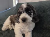 Tri colored, a male Cockapoo for sale in Fort Myers, FL – Photo 2 of 6