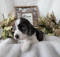 Tri colored, a male Cockapoo for sale in Fort Myers, FL – Photo 5 of 6