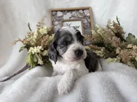 Tri colored, a male Cockapoo for sale in Fort Myers, FL – Photo 6 of 6