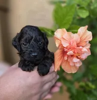  Stunning tri-colored phantom 11lbs, a male Cockapoo for sale in Fort Myers, FL – Photo 3 of 9