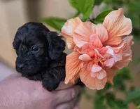  Stunning tri-colored phantom 11lbs, a male Cockapoo for sale in Fort Myers, FL – Photo 2 of 9