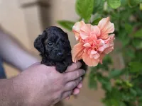  Stunning tri-colored phantom 11lbs, a male Cockapoo for sale in Fort Myers, FL – Photo 7 of 9