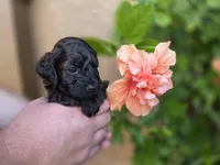  Stunning tri-colored phantom 11lbs, a male Cockapoo for sale in Fort Myers, FL – Photo 8 of 9