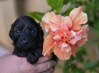  Stunning tri-colored phantom 11lbs, a male Cockapoo for sale in Fort Myers, FL – Photo 1 of 9