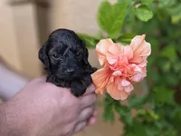  Stunning tri-colored phantom 11lbs, a male Cockapoo for sale in Fort Myers, FL – Photo 9 of 9