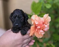  Stunning tri-colored phantom 11lbs, a male Cockapoo for sale in Fort Myers, FL – Photo 4 of 9
