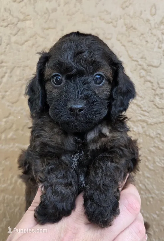  Stunning tri-colored phantom 11lbs – Cockapoo puppy for sale in Fort Myers, FL