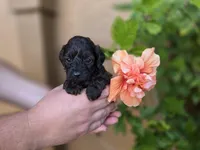  Stunning tri-colored phantom 11lbs, a male Cockapoo for sale in Fort Myers, FL – Photo 6 of 9