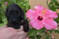  Stunning tri-colored phantom 11lbs, a male Cockapoo for sale in Fort Myers, FL – Photo 5 of 9