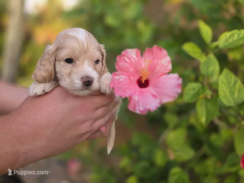 Apricot with white – Cockapoo puppy for sale in Fort Myers, FL