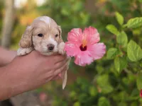 Apricot with white, a male Cockapoo for sale in Fort Myers, FL – 1 of 7