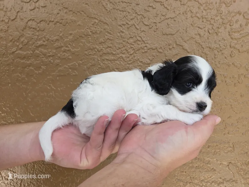 Stunning parti travel size – Cockapoo puppy for sale in Fort Myers, FL