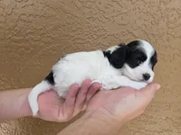 Stunning parti travel size, a male Cockapoo for sale in Fort Myers, FL – 1 of 9