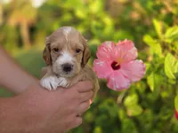 Apricot with white 2, a male Cockapoo for sale in Fort Myers, FL – 3 of 7