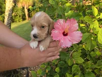 Apricot with white 2, a male Cockapoo for sale in Fort Myers, FL – 7 of 7