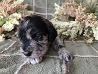 Tri colored, a female Cockapoo for sale in Fort Myers, FL – 3 of 5