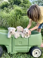 Lilly/White Chocolate / Microchipped , a female Miniature Schnauzer for sale in Springfield, MO – 5 of 5