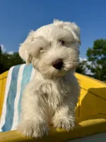 Bubbles/ Microchipped  Male , a female Miniature Schnauzer for sale in Springfield, MO – 10 of 10