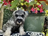 Little John .. Pepper/Salt , a male Miniature Schnauzer for sale in Springfield, MO – 9 of 10