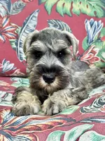 Little John .. Pepper/Salt , a male Miniature Schnauzer for sale in Springfield, MO – 5 of 10