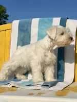 Bubbles/ Microchipped  Male , a female Miniature Schnauzer for sale in Springfield, MO – 9 of 10