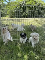 Rose/White Chocolate , a female Miniature Schnauzer for sale in Springfield, MO – 6 of 6