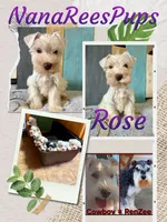 Rose/White Chocolate , a female Miniature Schnauzer for sale in Springfield, MO – 1 of 6