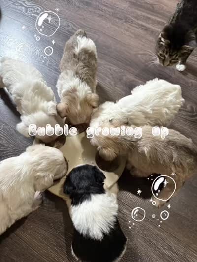Bubbles/ Champagne Parti , a female Miniature Schnauzer for sale in Springfield, MO – 3 of 6