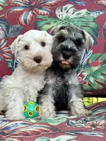 Robin Hood .. White Chocolate Male, a male Miniature Schnauzer for sale in Springfield, MO – 8 of 9