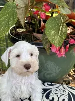 Robin Hood .. White Chocolate Male, a male Miniature Schnauzer for sale in Springfield, MO – 2 of 9