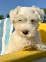 Bubbles/ Microchipped  Male , a female Miniature Schnauzer for sale in Springfield, MO – 8 of 10
