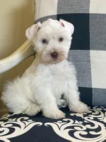 Max is a White Chocolate, a male Miniature Schnauzer for sale in Springfield, MO – Photo 4 of 7