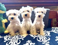 Max is a White Chocolate, a male Miniature Schnauzer for sale in Springfield, MO – Photo 6 of 7