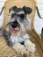 Max is a White Chocolate, a male Miniature Schnauzer for sale in Springfield, MO – Photo 5 of 7