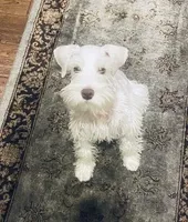 Max is a White Chocolate, a male Miniature Schnauzer for sale in Springfield, MO – Photo 7 of 7