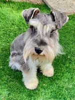 Max is a White Chocolate, a male Miniature Schnauzer for sale in Springfield, MO – Photo 3 of 7