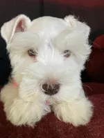 Max is a White Chocolate, a male Miniature Schnauzer for sale in Springfield, MO – Photo 2 of 7