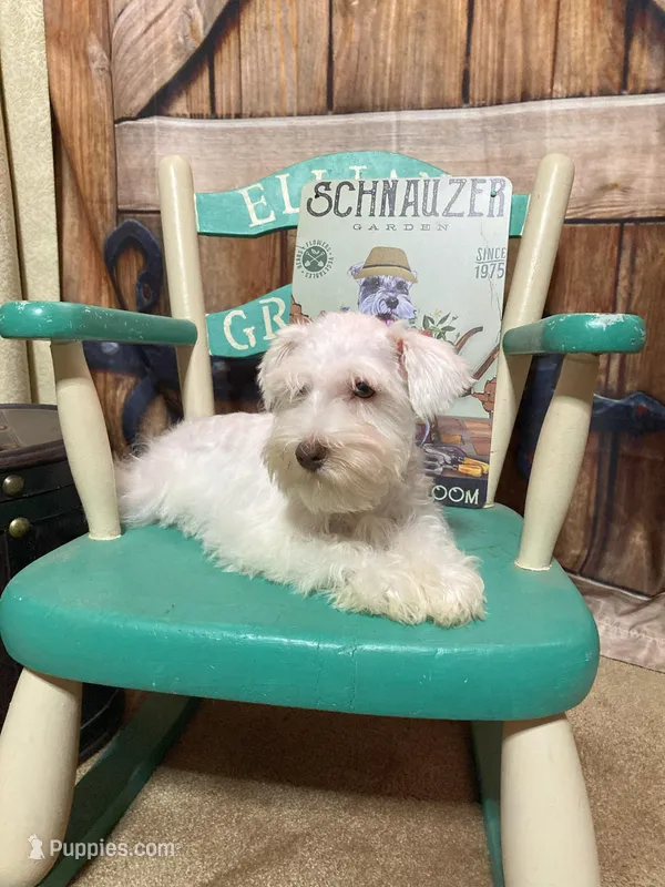 Max is a White Chocolate, a male Miniature Schnauzer for sale in Springfield, MO – Photo 1 of 7