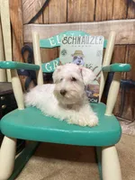 Max is a White Chocolate, a male Miniature Schnauzer for sale in Springfield, MO – Photo 1 of 7