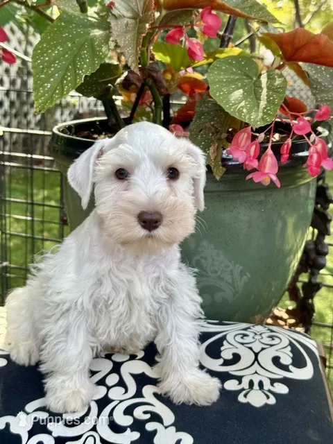 Robin Hood .. White Chocolate Male – Miniature Schnauzer puppy for sale in Springfield, MO