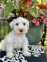 Robin Hood .. White Chocolate Male, a male Miniature Schnauzer for sale in Springfield, MO – 1 of 9