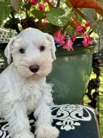 Robin Hood .. White Chocolate Male, a male Miniature Schnauzer for sale in Springfield, MO – 7 of 9