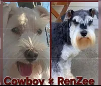 Bubbles/ Champagne Parti , a female Miniature Schnauzer for sale in Springfield, MO – 4 of 6