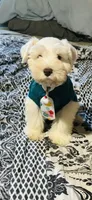 Bubbles/ Microchipped  Male , a female Miniature Schnauzer for sale in Springfield, MO – 6 of 10