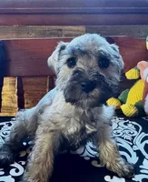 Sonny= Silver Salt/Pepper Male, a male Miniature Schnauzer for sale in Springfield, MO – Photo 3 of 8