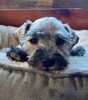 Sonny= Silver Salt/Pepper Male, a male Miniature Schnauzer for sale in Springfield, MO – Photo 2 of 8
