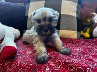 Sonny= Silver Salt/Pepper Male, a male Miniature Schnauzer for sale in Springfield, MO – Photo 4 of 8