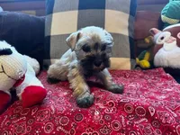 Sonny= Silver Salt/Pepper Male, a male Miniature Schnauzer for sale in Springfield, MO – Photo 7 of 8